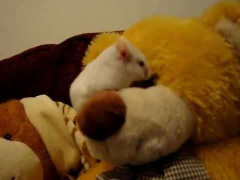 albino teddy bear hamster