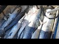 Pesca Maravilhosa oficial muitos peixes garopa branca, agulhão de vela, cioba, cavala Deus é bom