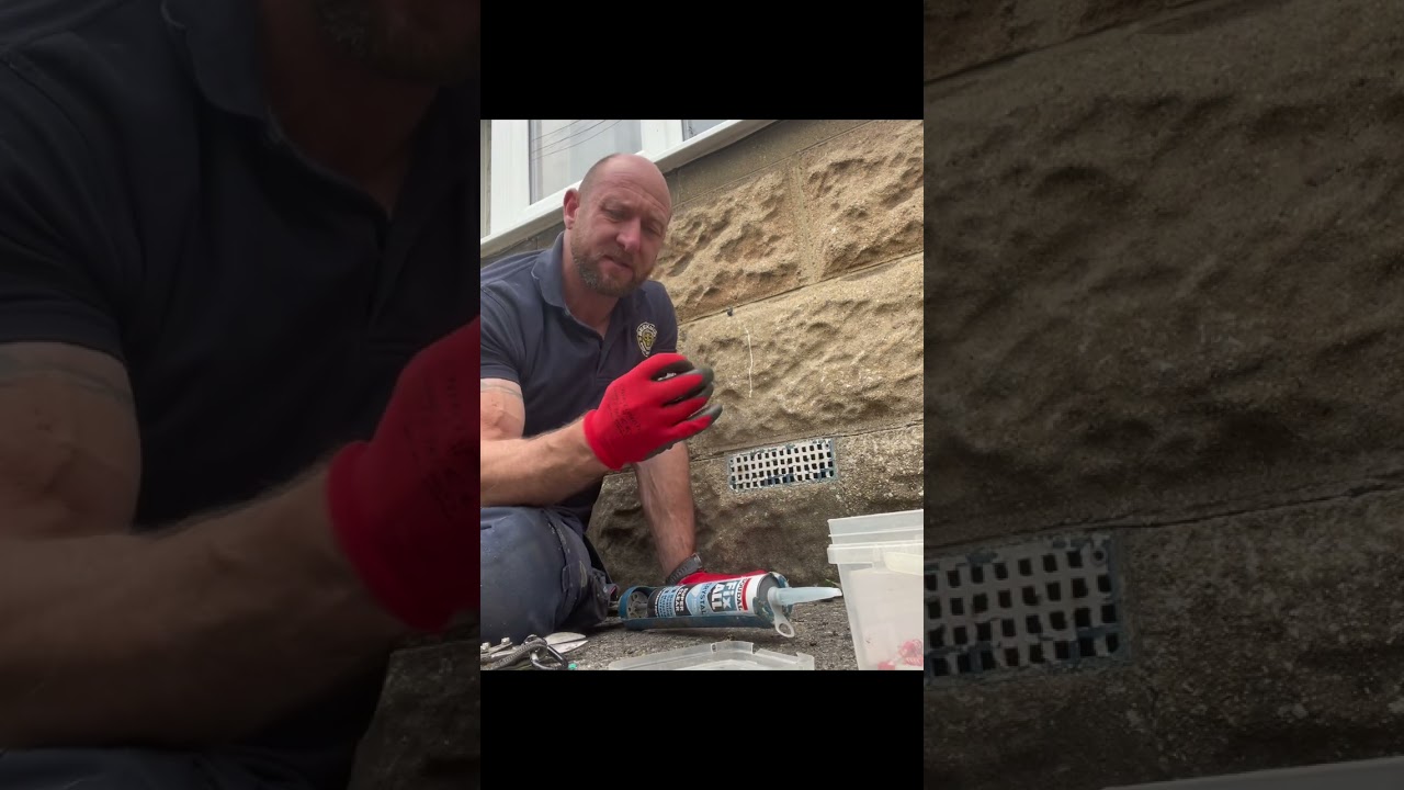 How to proof your home against mice and wasps 