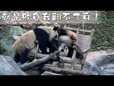 《熊貓早晚安》就是欺負我翻不了身！ | iPanda熊貓頻道