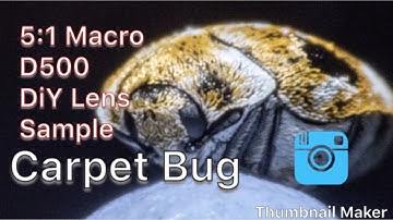 DIY macro lens 1.4x tele+reversed old18-55mm Sample video