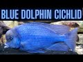 The blue dolphin cichlid  big blue and brilliant