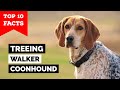 Treeing Walker Coonhound - Top 10 Facts