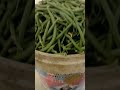 6 kg di bontà...Fagiolini Boby...