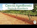 Consórcio Coco na Agricultura da Abundância, Como Plantar? com que plantar?  Parte 1