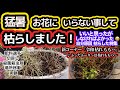 【猛暑で枯らした自分原因シリーズ】やらなきゃよかった（汗）令和 枯れももハ・切戻し・肥料やけ・薬剤・場所移動