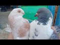 تهجين حمام غريب كنج مع استرالي 
