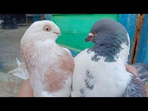 تهجين حمام غريب كنج مع استرالي