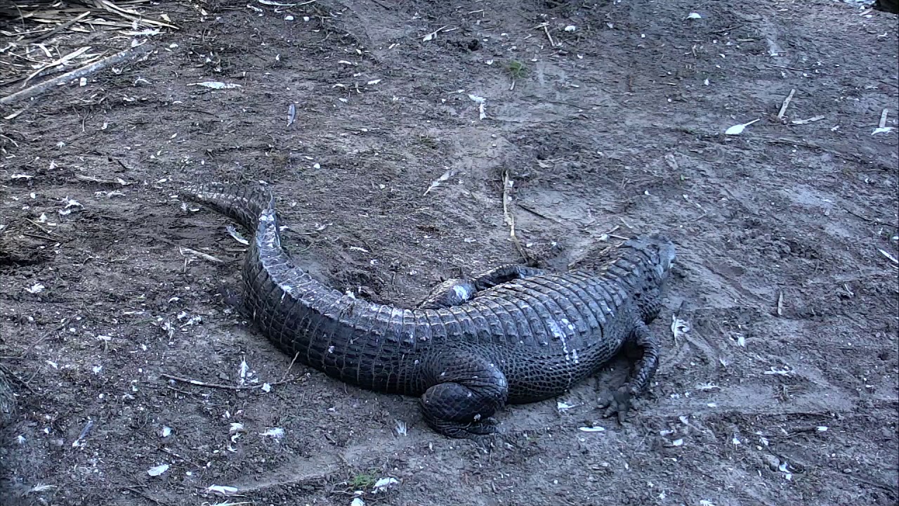 video phone beyonce mp3 Alligator Swamp and Spoonbills Cam 09-09-2018 15:26:16 - 16:26:17