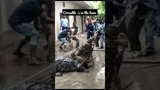 || pakistan ||deu to flood ,crocodile in the town #animalshorts