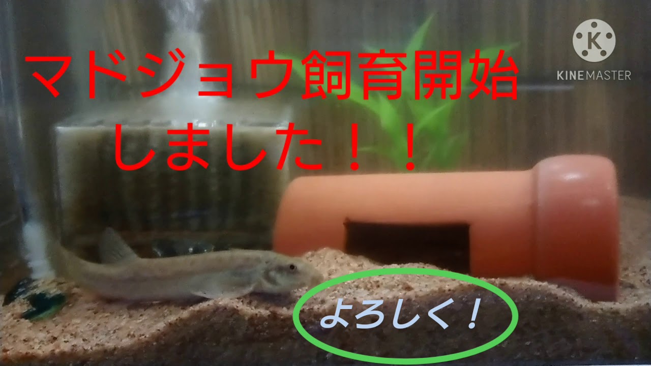 初めてマドジョウを飼います Youtube