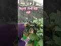 कितन बड़ा  बड़ा मिर्च #heenaprajapati