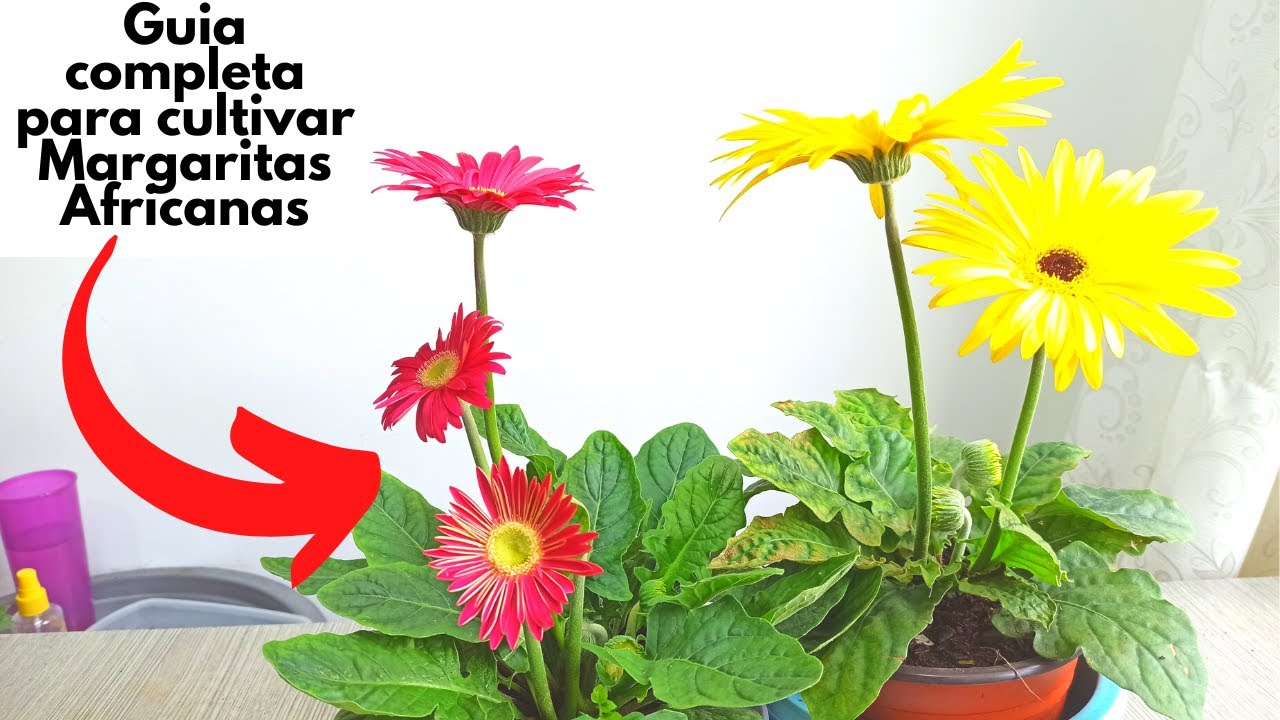 Cultiva margaritas africanas en casa (guia completa)