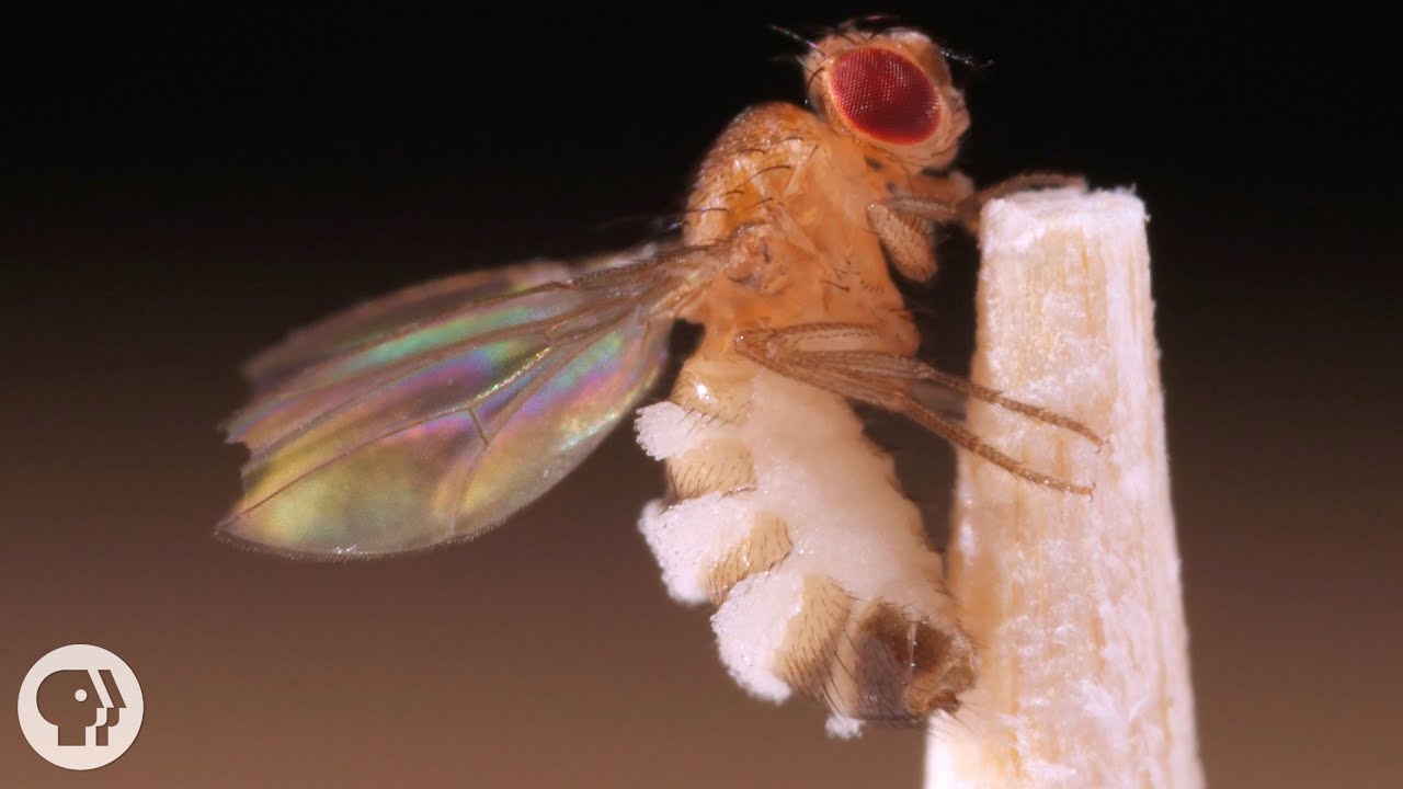 ⁣This Killer Fungus Turns Flies into Zombies | Deep Look
