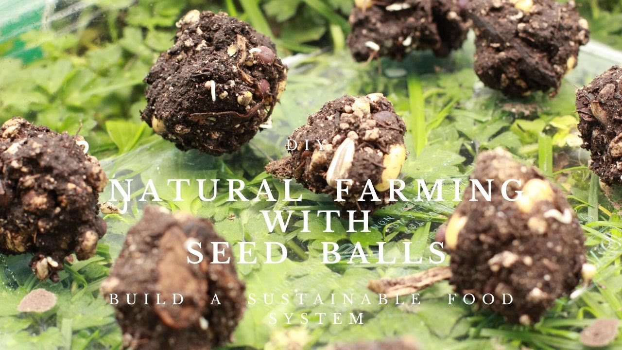 Diy 皆んなで食を守る 自然農法による粘土団子の作り方 Natural Farming With Seed Balls Youtube