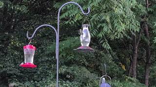 Humming Birds at dusk having dinner