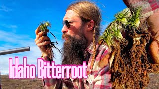 How to Ethically Harvest Bitterroot 
