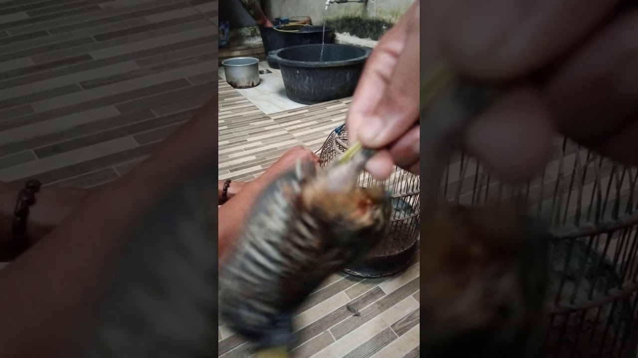 Ciri - Ciri puyuh hutan bagus untuk dijadikan Pikat