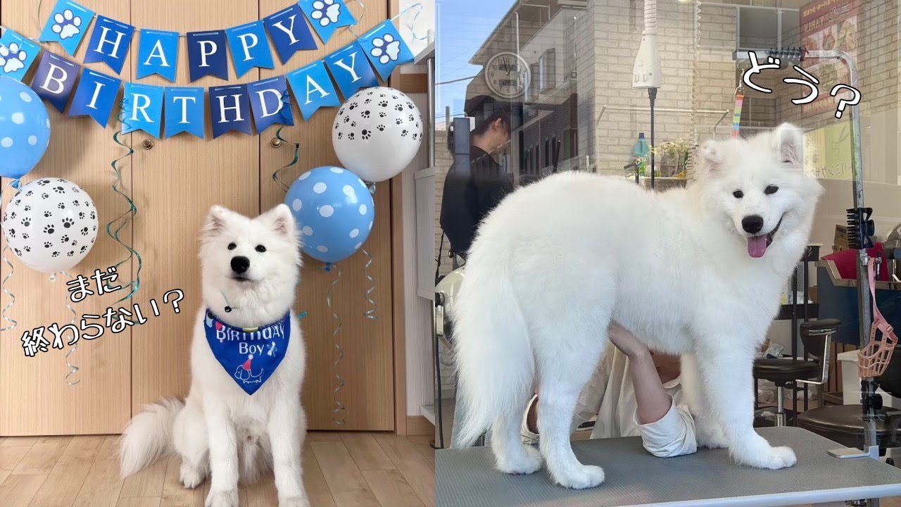サモエド】~生後6ヶ月~halfbirthday記念撮影🎉初めてのプロシャン