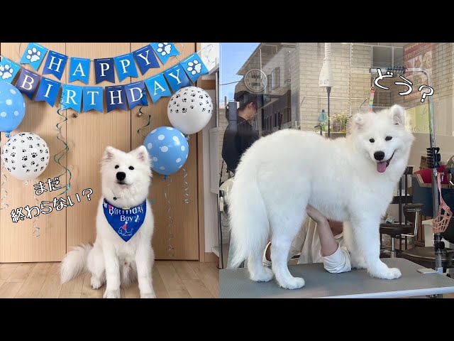 サモエド】~生後6ヶ月~halfbirthday記念撮影🎉初めてのプロシャン