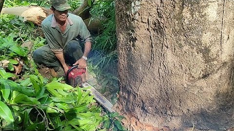 Cưa cây xoài siêu to nhiều năm tuổi , Lam Husqvarna. Máy Cưa G4500. Cưa cây kỹ thuật cao