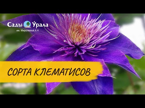 Клематисы. Обзор сортов. Посадка и уход