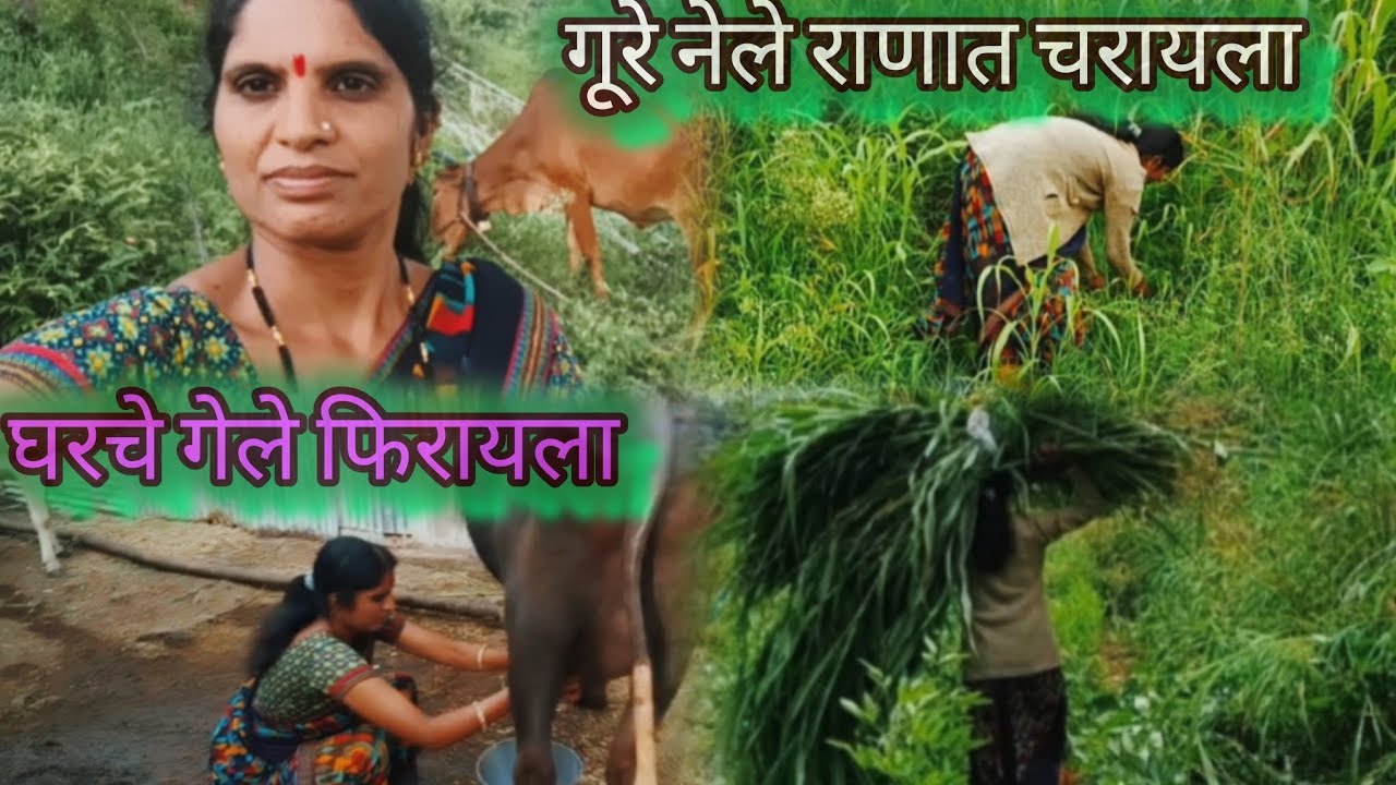 राणात गुरे चारण्यासाठी नेले खुप धावपळ चालू