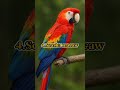 Beautiful animals🦆#ayanaquraim#shorts