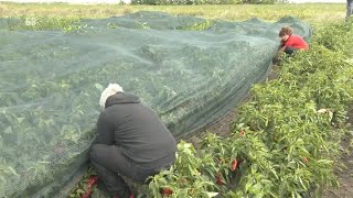 NOVO - OVO MENJA SVE U POVRĆU - KAKO SE RADI PAPRIKA - ovo su pravi prinosi  DIREKTNA SETVA !