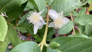 Tropical pink fleshed seed grown guava flowers for me again ( filmed on the 22nd July )