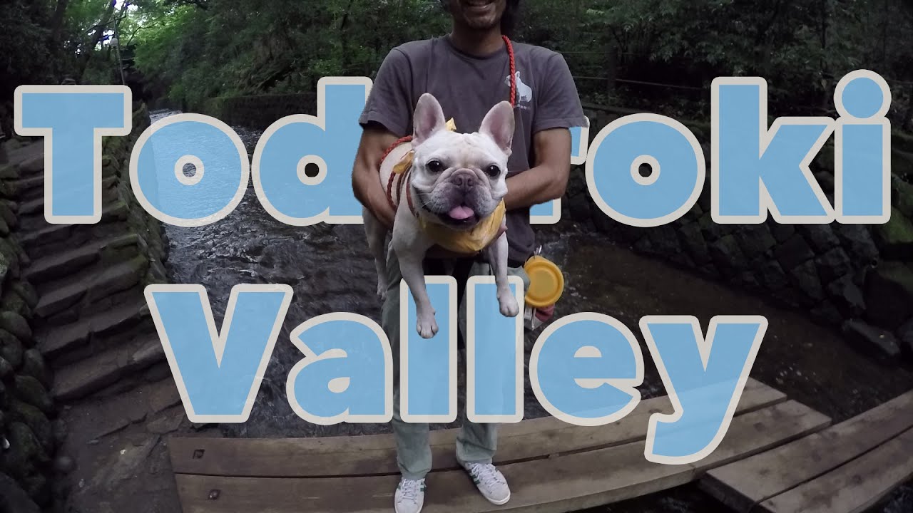 等々力渓谷で犬散歩 Dog Walk Todoroki Valley Youtube