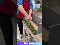 SATISFYING Precision CUT! Trimming Veg Branches Like a PRO! 🌿✂️ #gardening #satisfying