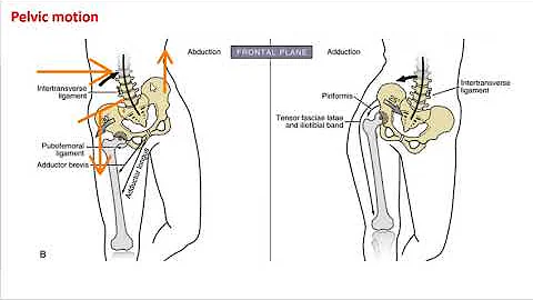 The Hip and Pelvic Girdle - Movement