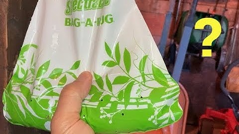 Bag A Bug - Japanese Beetle Trap | Does It Work? #junebug #beetle #beetles