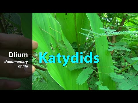 Katydids (Tettigoniidae)