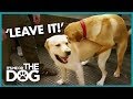How to Stop Your Dog Humping | It's Me or the Dog