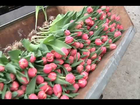 Royal FloraHolland -- welcome to Aalsmeer!!