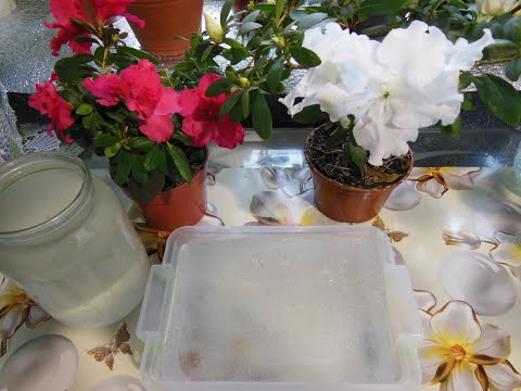 #ЧУДО ВОДА ДЛЯ ПОЛИВА КОМНАТНЫХ РАСТЕНИЙ #ЧУДО ВОДА ДЛЯ ПОЛИВА КОМНАТНЫХ РАСТЕНИЙ