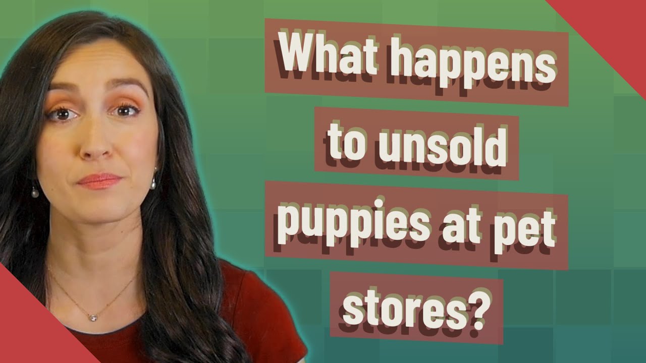 What happens to unsold puppies at pet stores? - YouTube