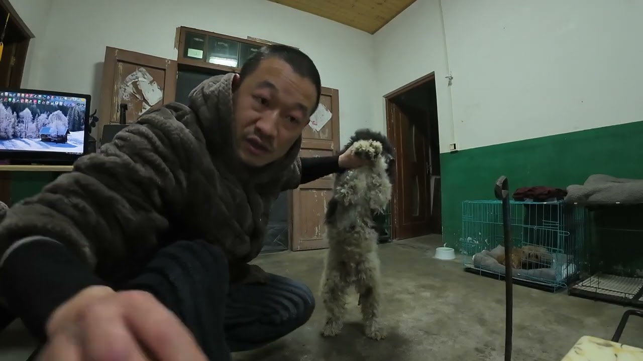 黑白花贵跑出去玩了9个小时，回来一身毛打结，在农村养狗的烦恼#农村生活#田园生活#养狗的乐趣