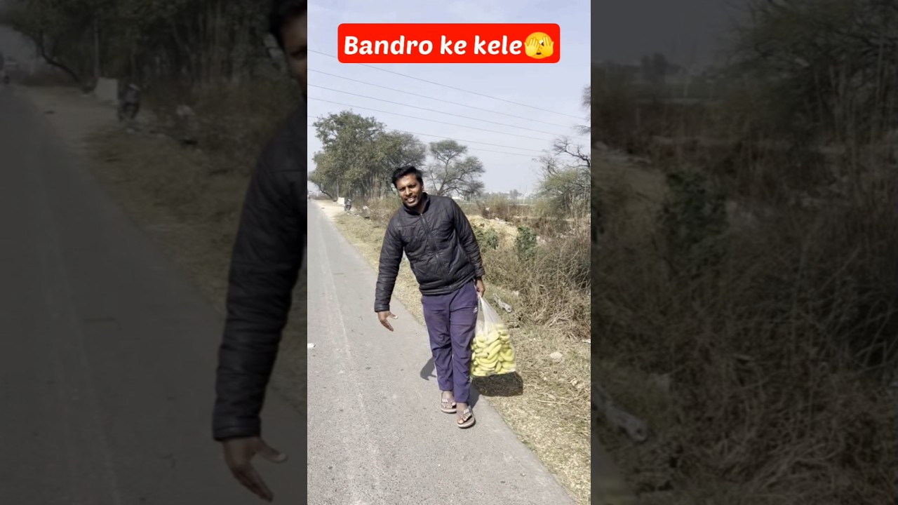 bandar mama#dawat #bandarmama #banadar #monkey