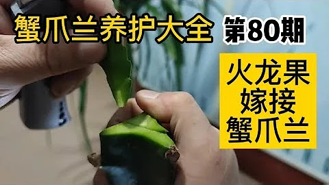 蟹爪蘭養護大全80火龍果砧木嫁接蟹爪蘭需要注意什麼 - 天天要聞