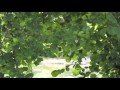سورة النصر بصوت الشيخ وديع اليمني