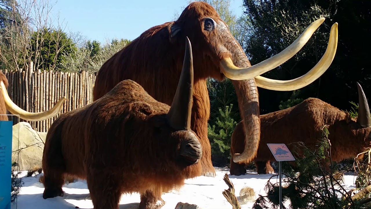 Zoo Cast Special - WMSP Ice Age