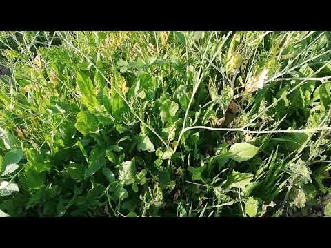 المقره نبات عشبي حولي معمر 2021