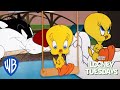 Looney tuesdays  15 times tweety almost got caught by sylvester  looney tunes  wb kids