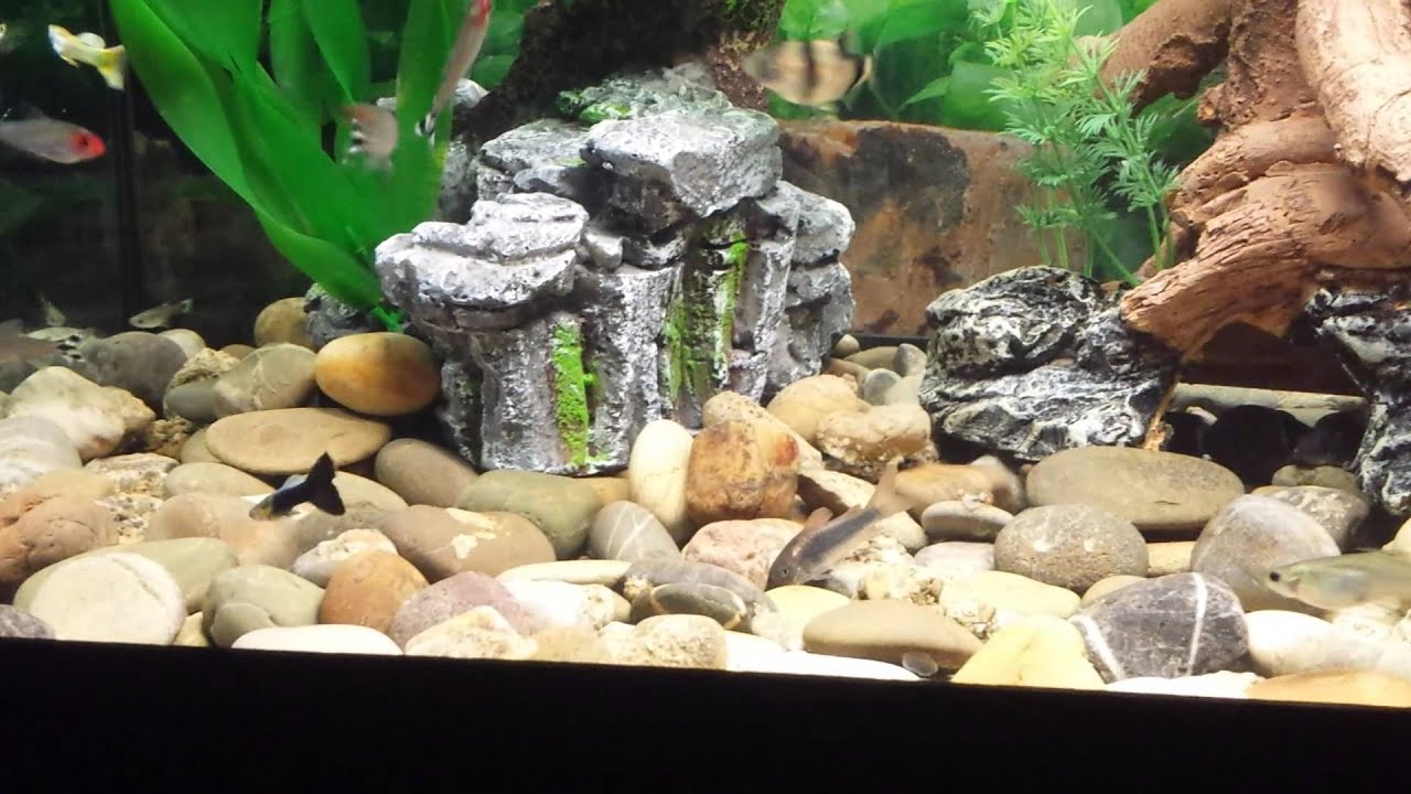 Il mio acquario da 70 litri - YouTube