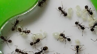 Новый формикарий для муравьёв!!