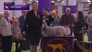 Skye Terriers | Breed Judging 2026