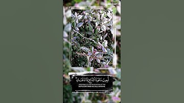الآية 186 من سورة البقرة _ صوت الشيخ عبد الباسط عبد الصمد وادا سالك عبادي #القرآن